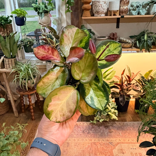 Hoya Australis Lisa