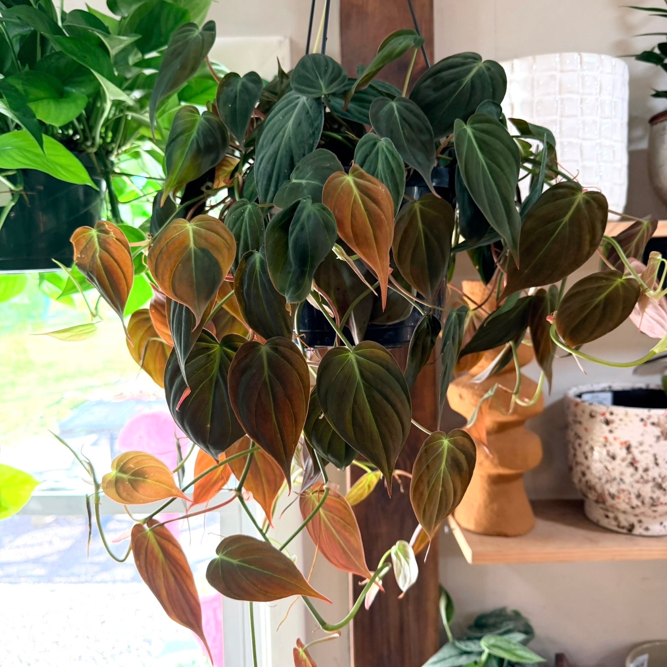 Philodendron 'Micans'
