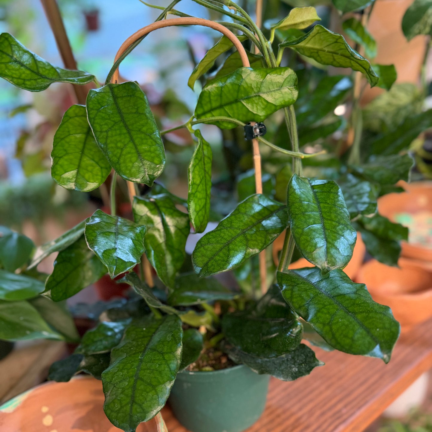 Hoya globulosa (growers choice)