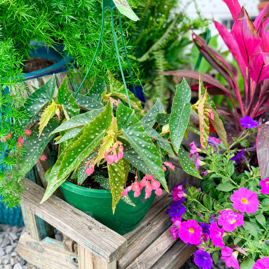 Begonia maculata silver spot
