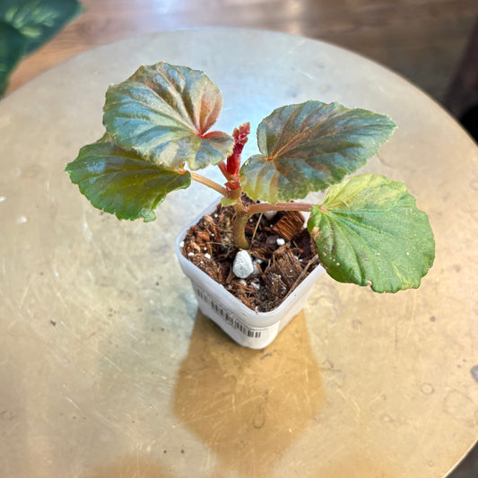Begonia 'Cucullata' (Variegated)