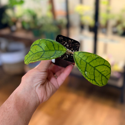 Hoya Callistophylla 'Vena'