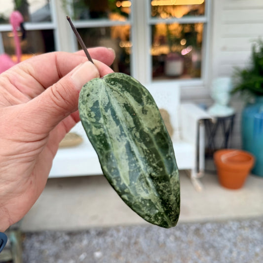 Hoya cuttings