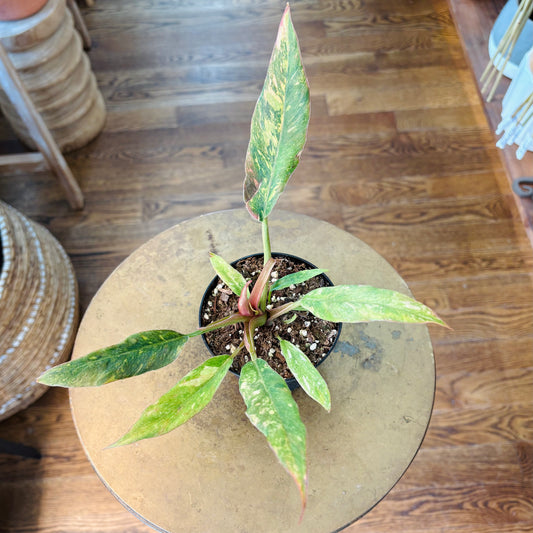 4" Variegated Philodendron Caramel Marble 'Heatwave'