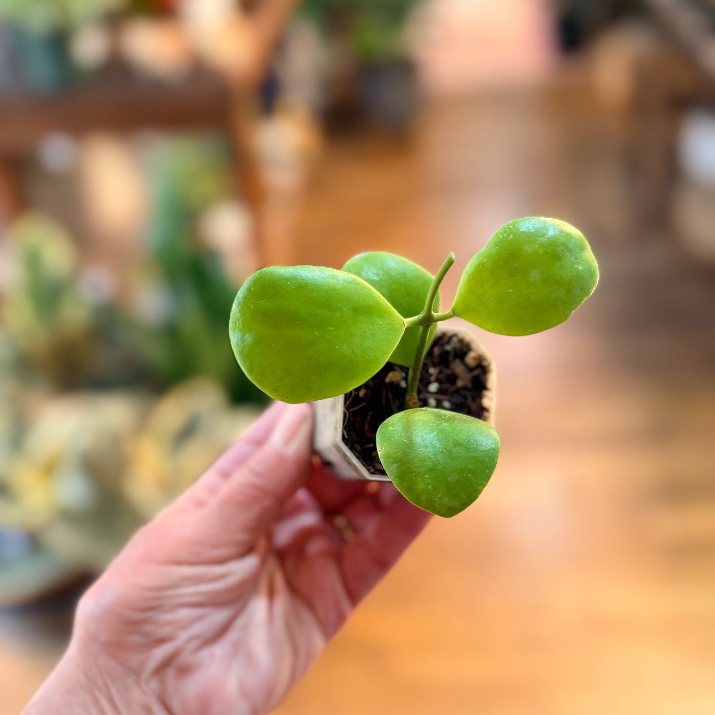Hoya Kasterbergi Clamshell