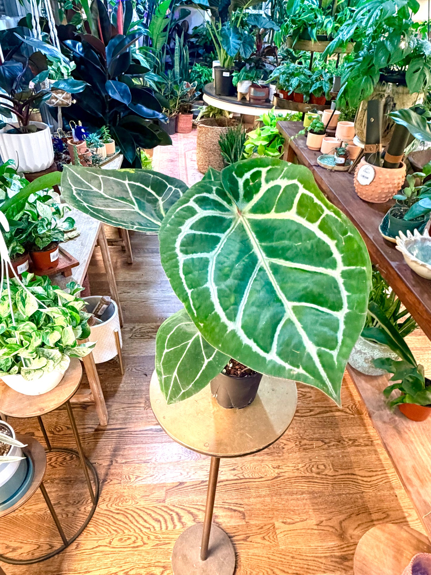 Anthurium 'Red Crystallinum F3 x Michelle x Zara'