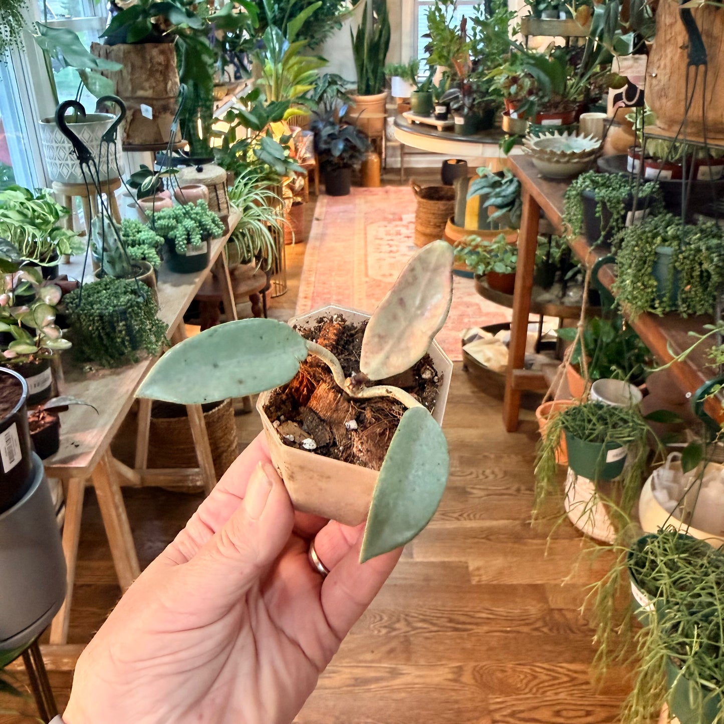 Hoya 'Wilbur Graves Silver’