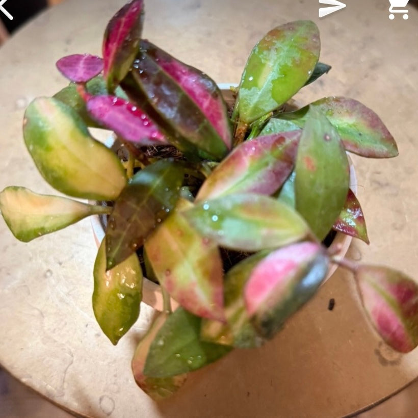 Hoya Walliniana Variegated (growers choice)