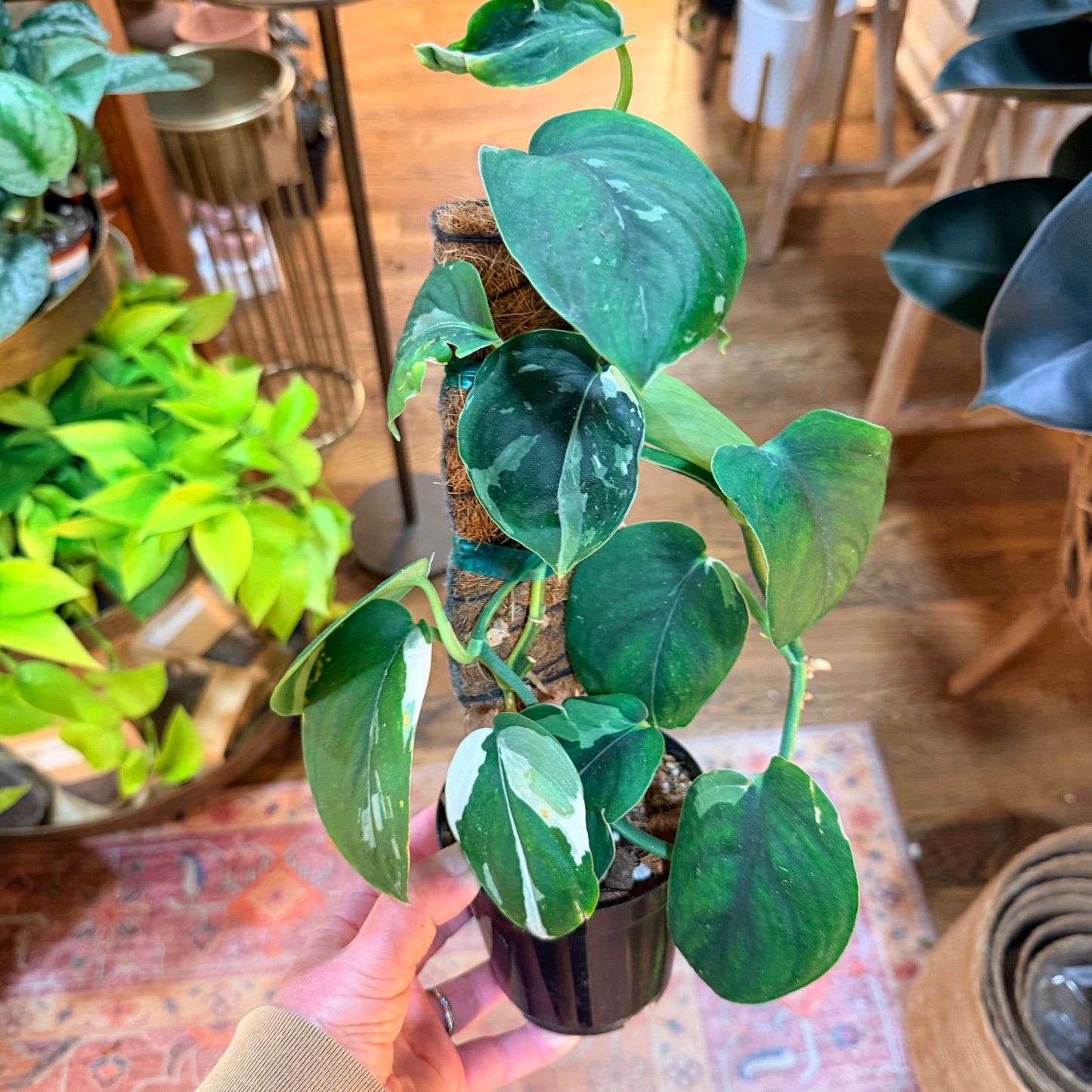Scindapsus 'Jade Satin' (White variegation)