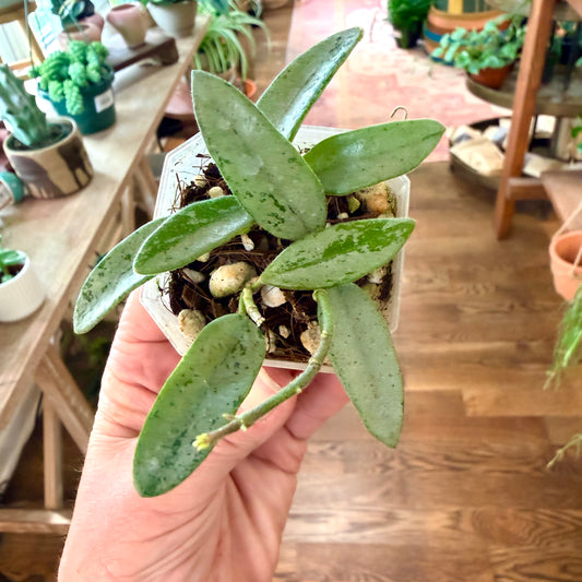 Hoya china silver NOID