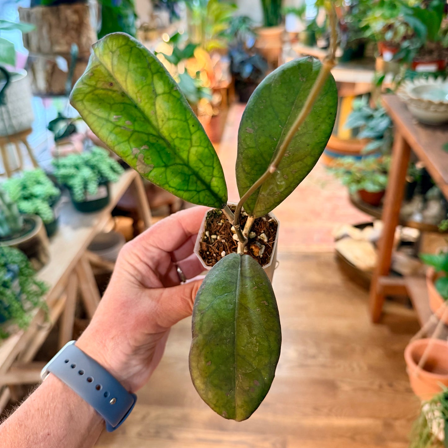 Hoya Leoensis