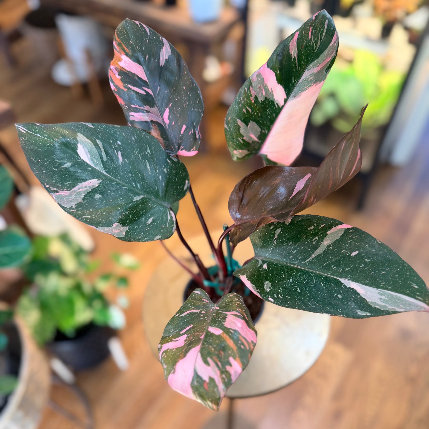 Philodendron 'Pink Marble King’