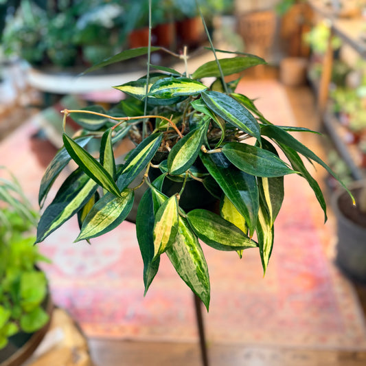 Hoya Pot of Gold