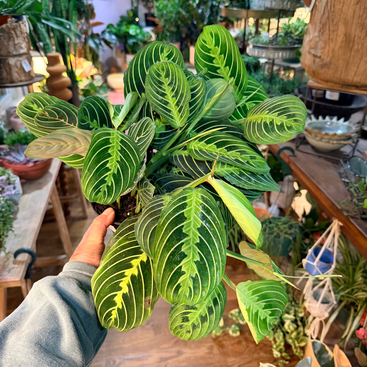 Maranta ‘Prayer Plant' (Leuconeura)