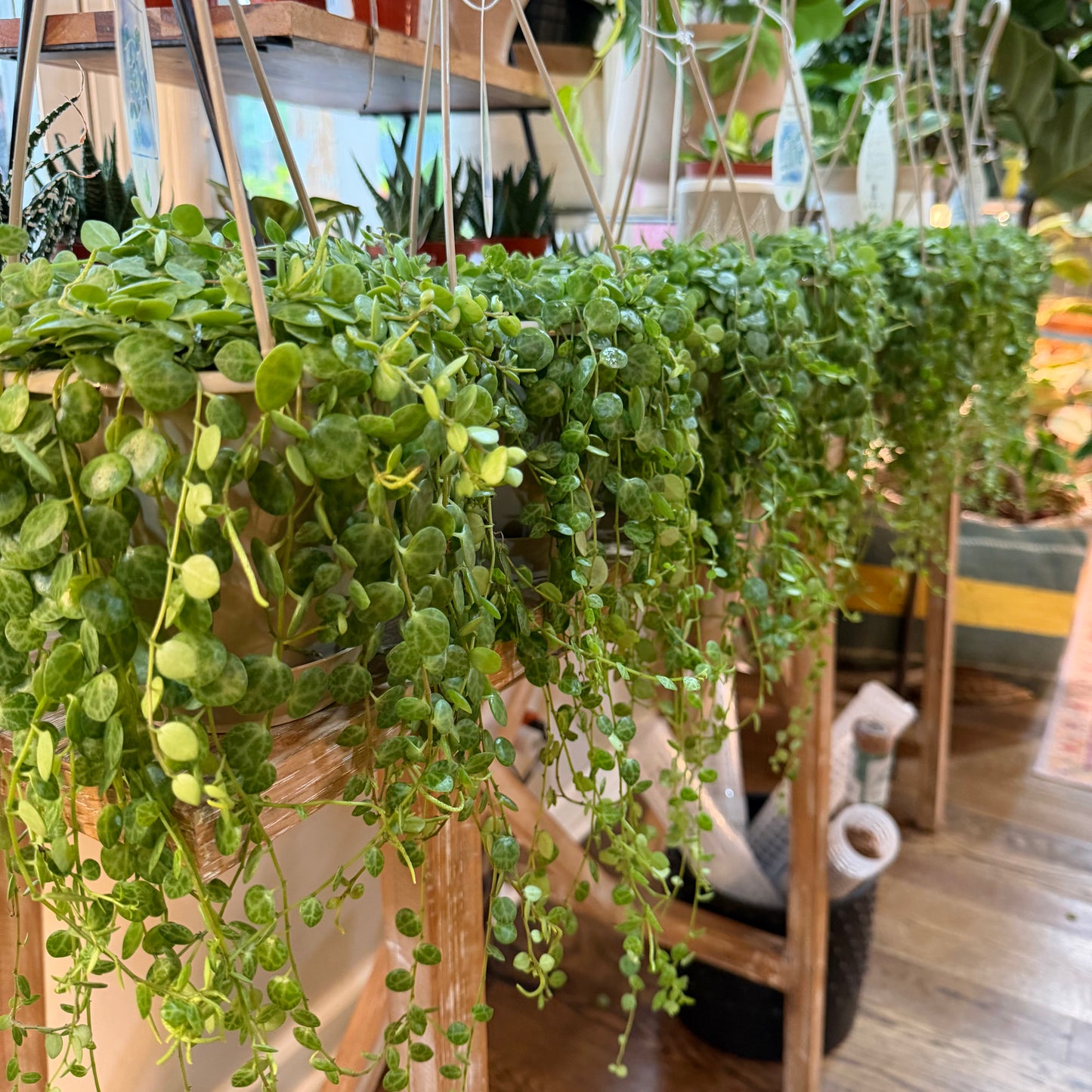 Peperomia 'String of Turtles'