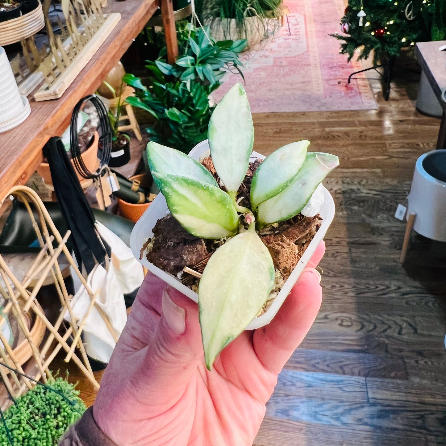 Hoya Nabawanesis Variegated