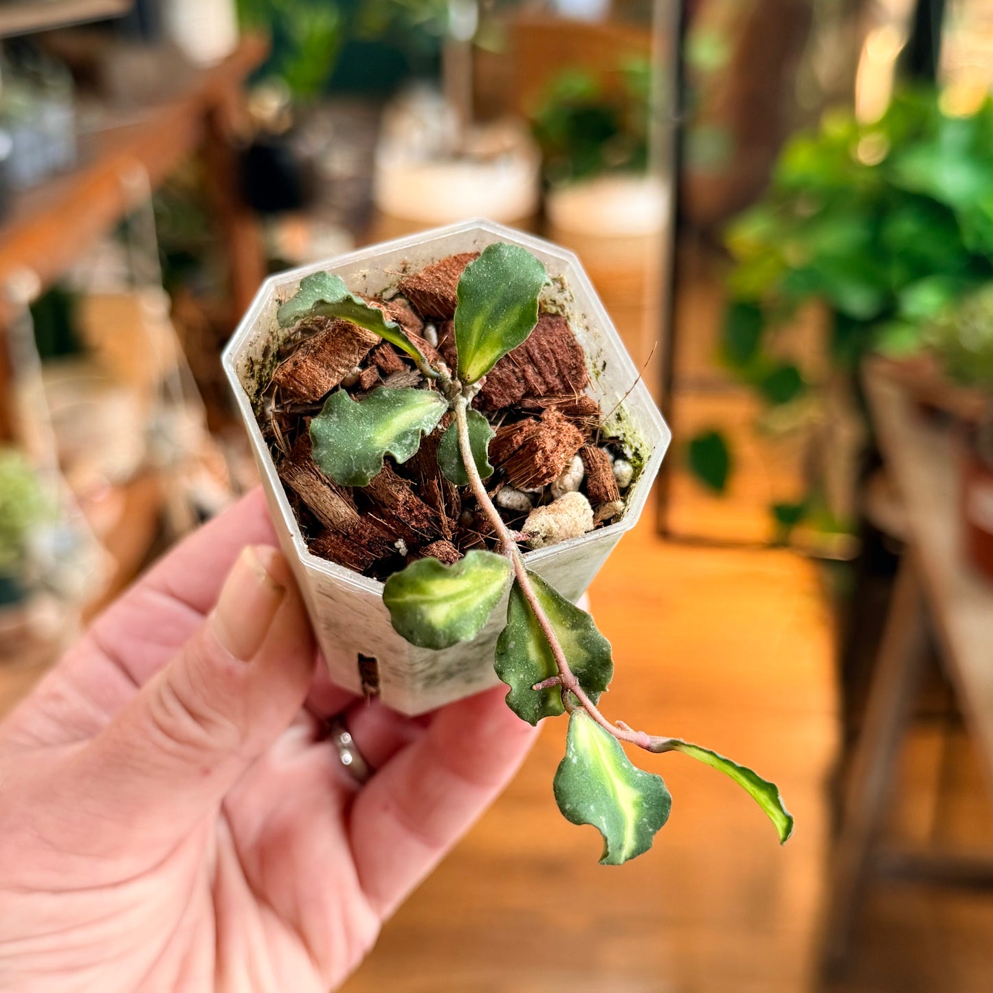 Hoya kayakumariana variegated