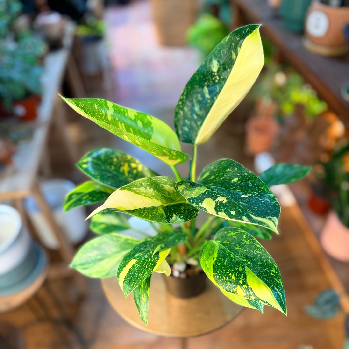 Philodendron 'Green Congo - Variegated'