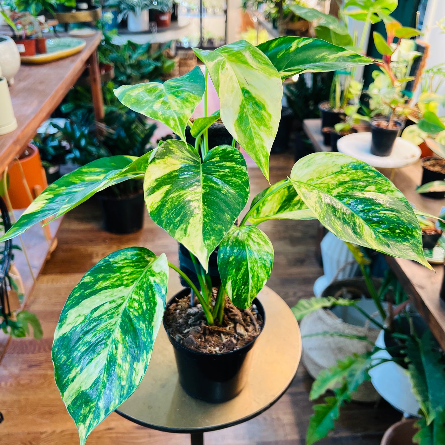 Epipremnum 'Pinnatum' 'Yellow Flame'