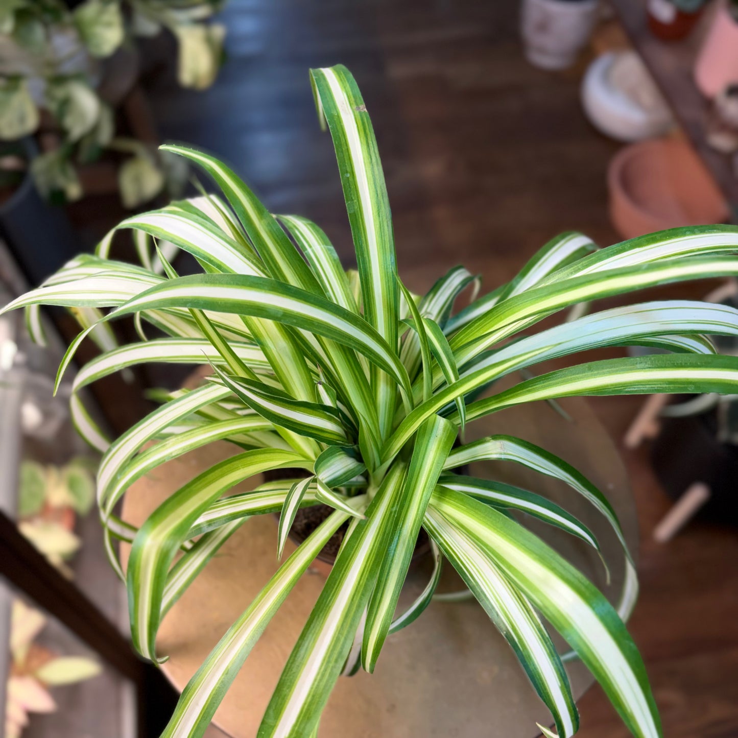 Spider plant