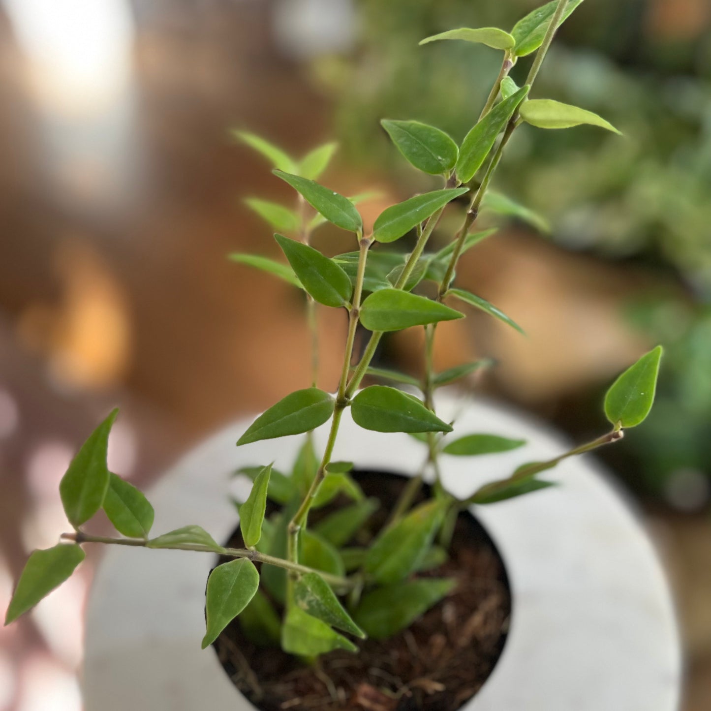 Hoya 'Bella'