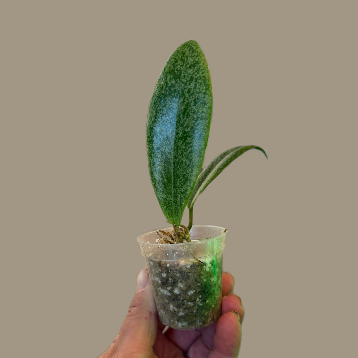 Hoya Jita Silver