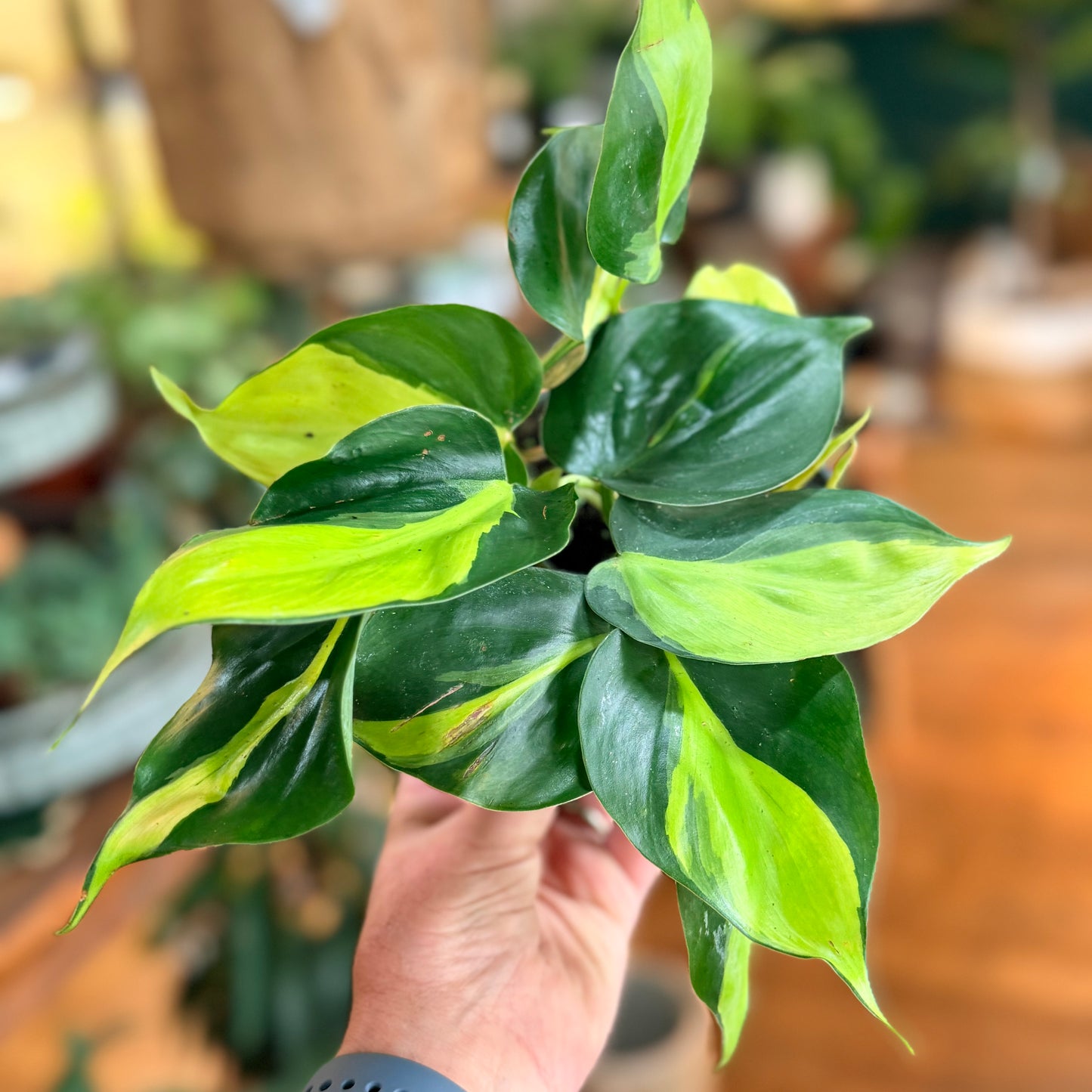 Philodendron 'Brazil'