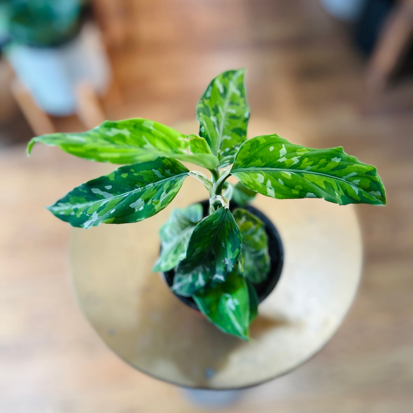 Aglaonema Pictum Tricolor