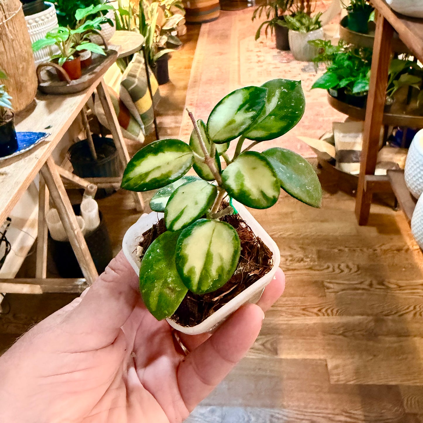 Hoya Mathilde inner variegated