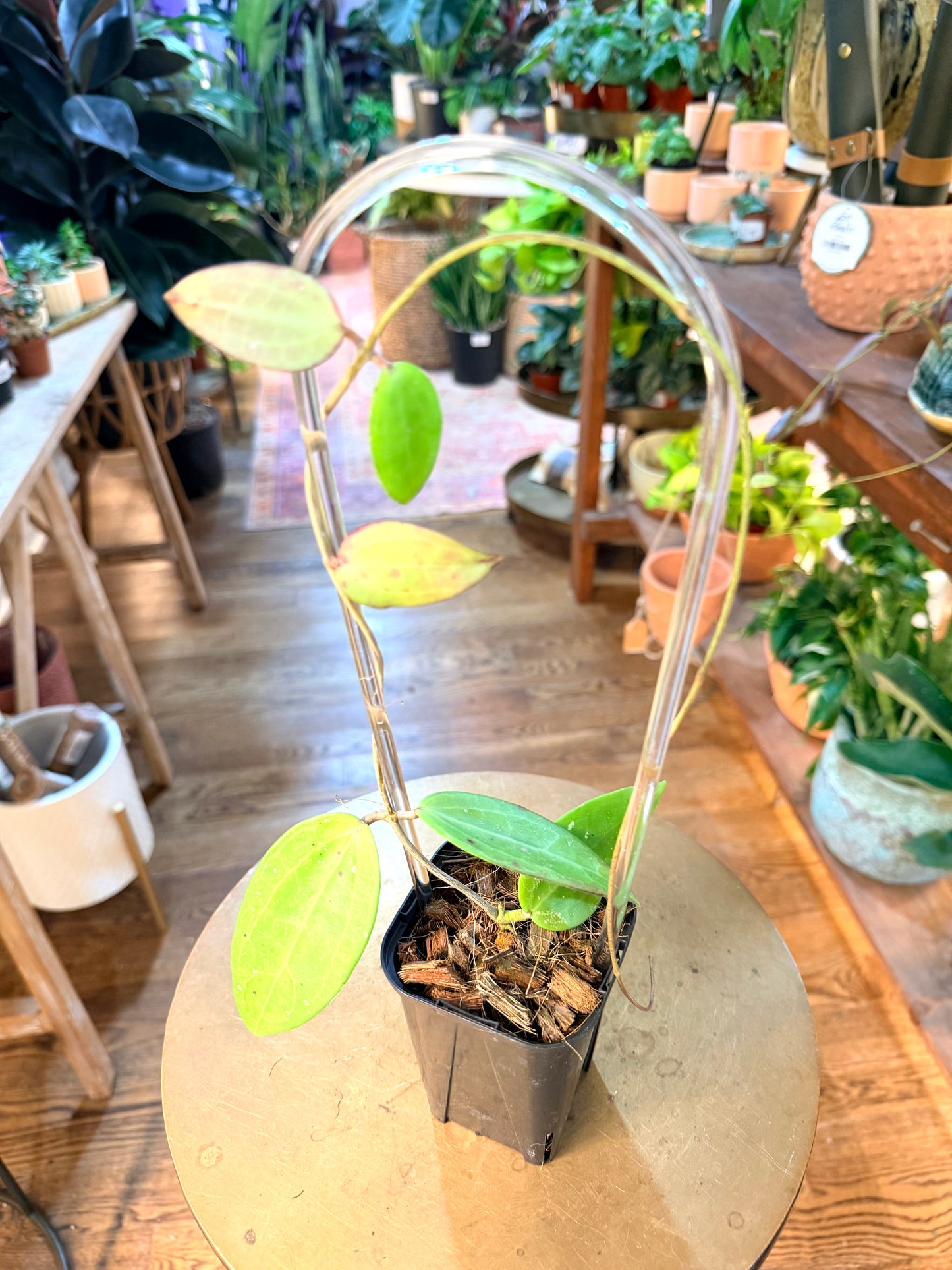 Hoya ‘Cotton Candy’