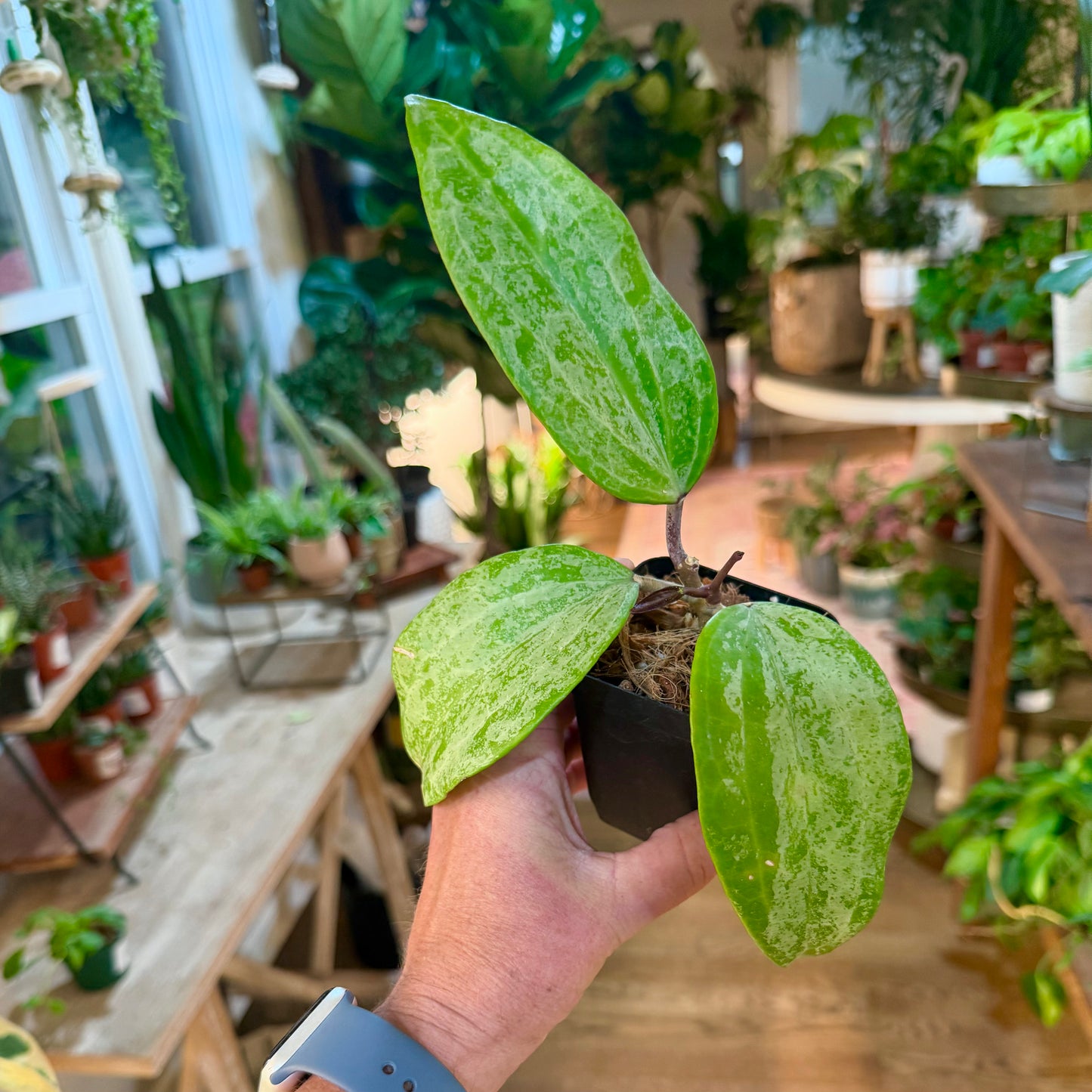 Hoya Latifolia MRH high silver splash
