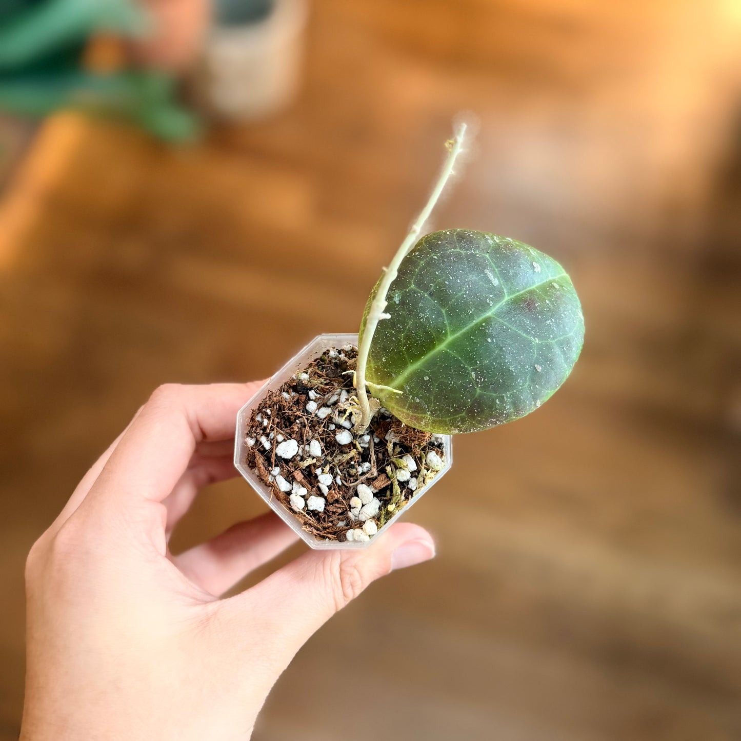 Hoya TOMATAENSIS