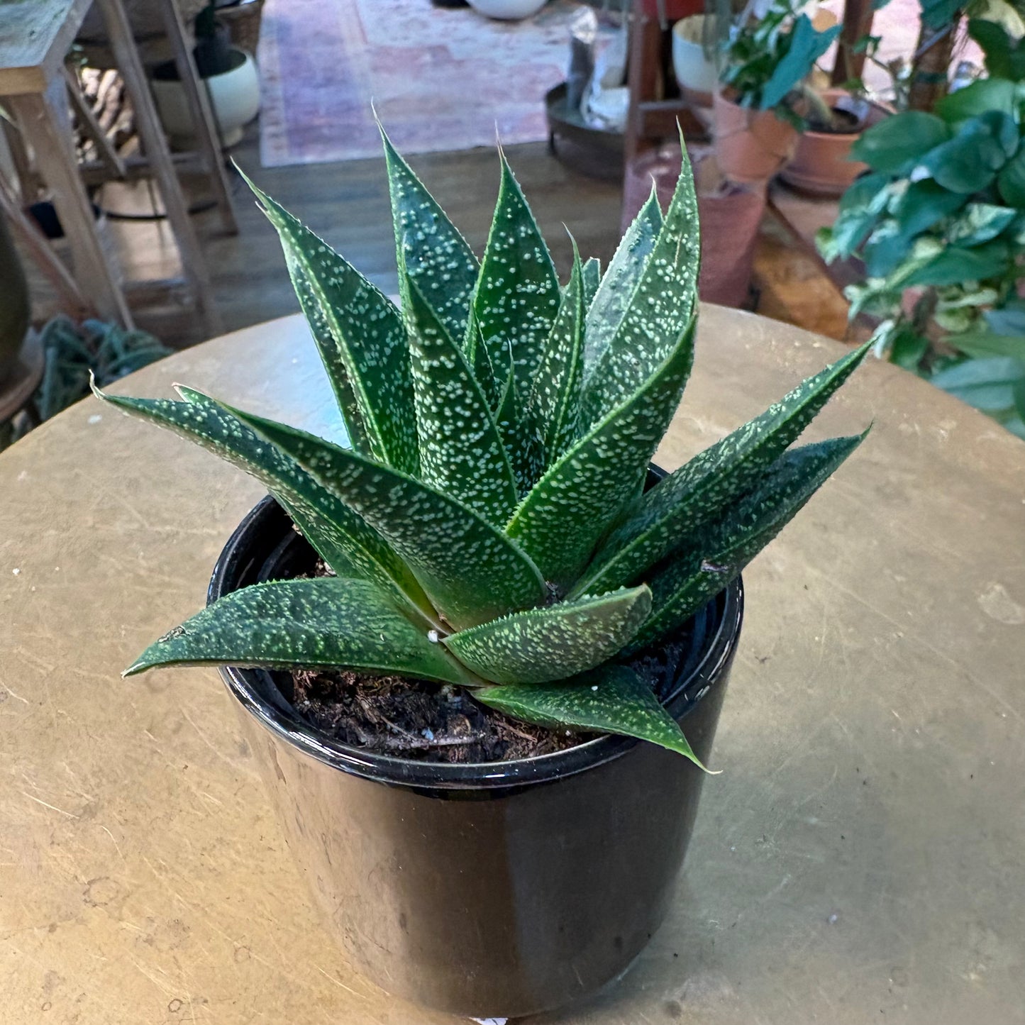 2” Succulents In Pots