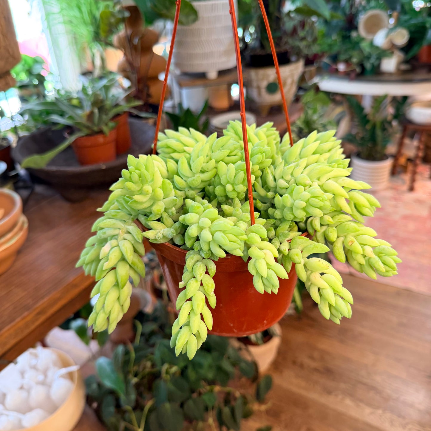 Burro tail sedum morganianum