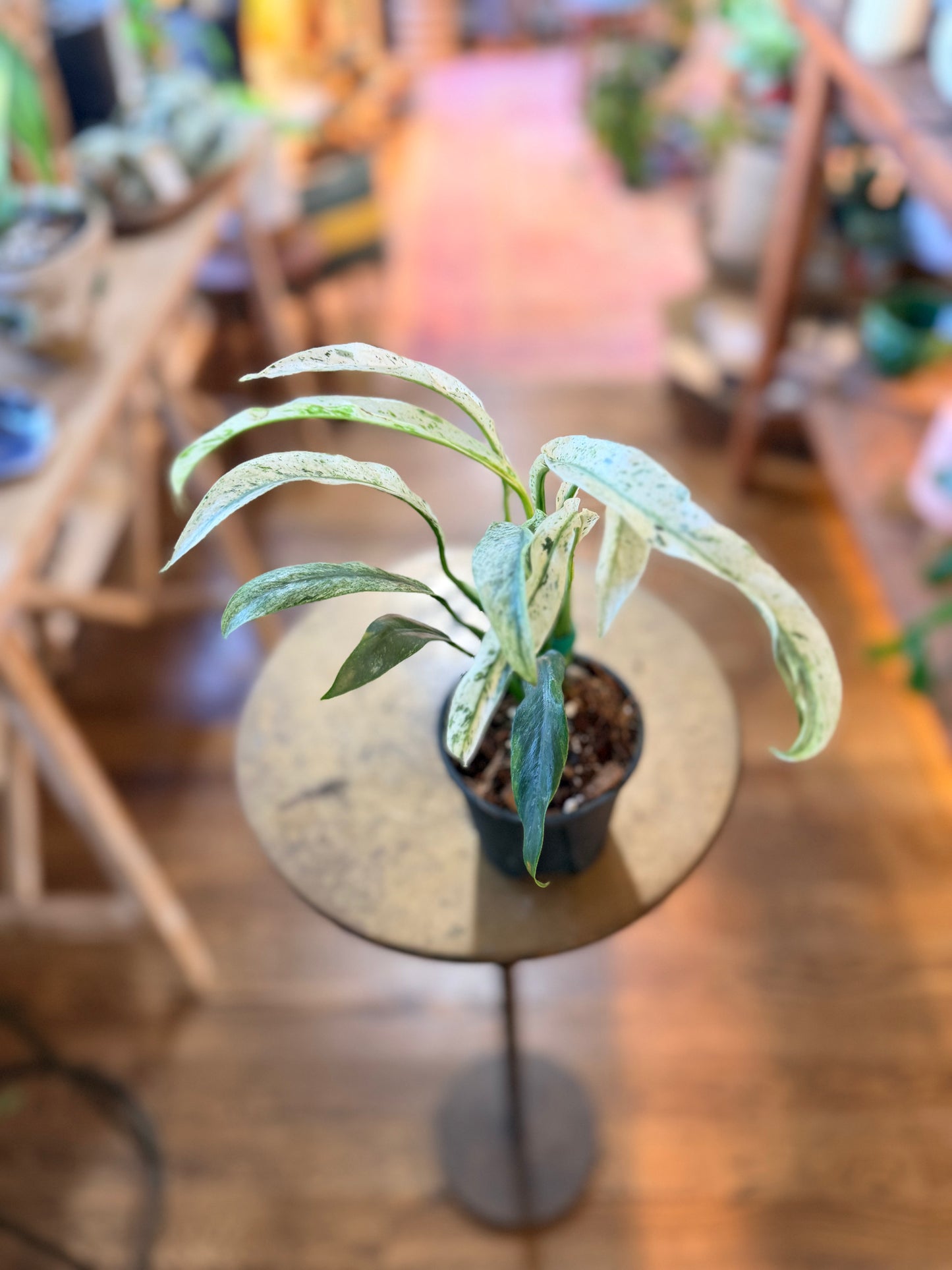 Epipremnum 'Giganteum Variegated’