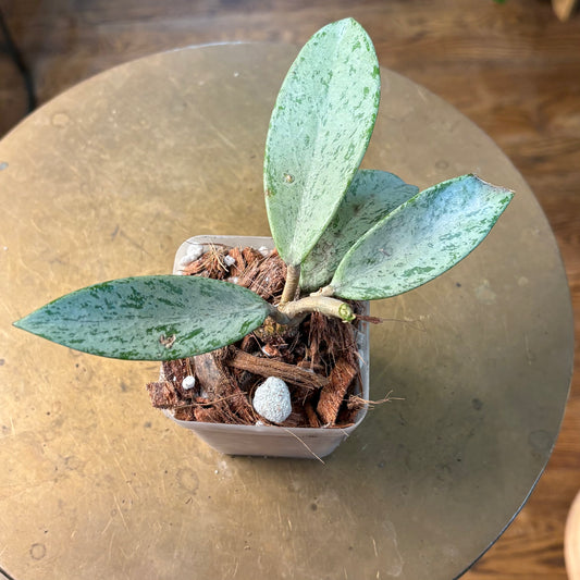 Hoya 'Pubicalyx Pink Silver Ghost'