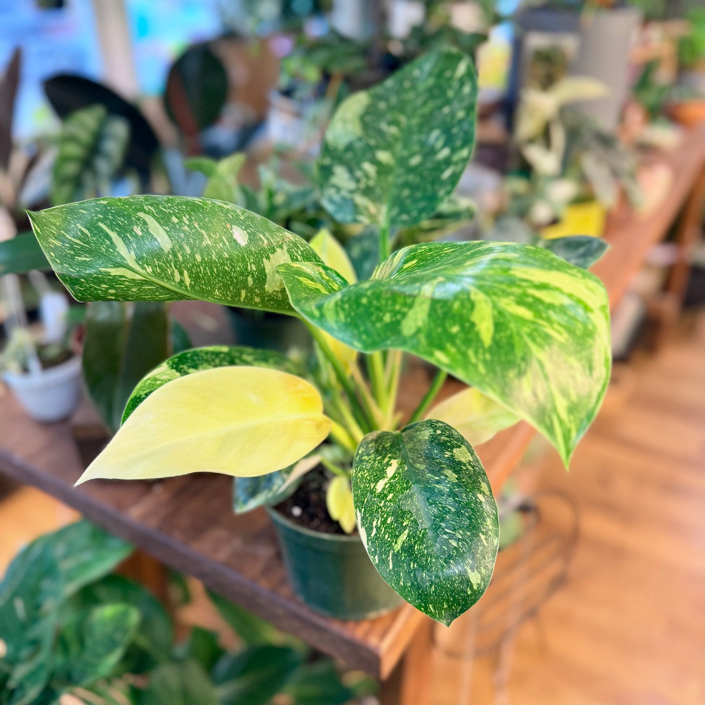 Philodendron 'Green Congo - Variegated'