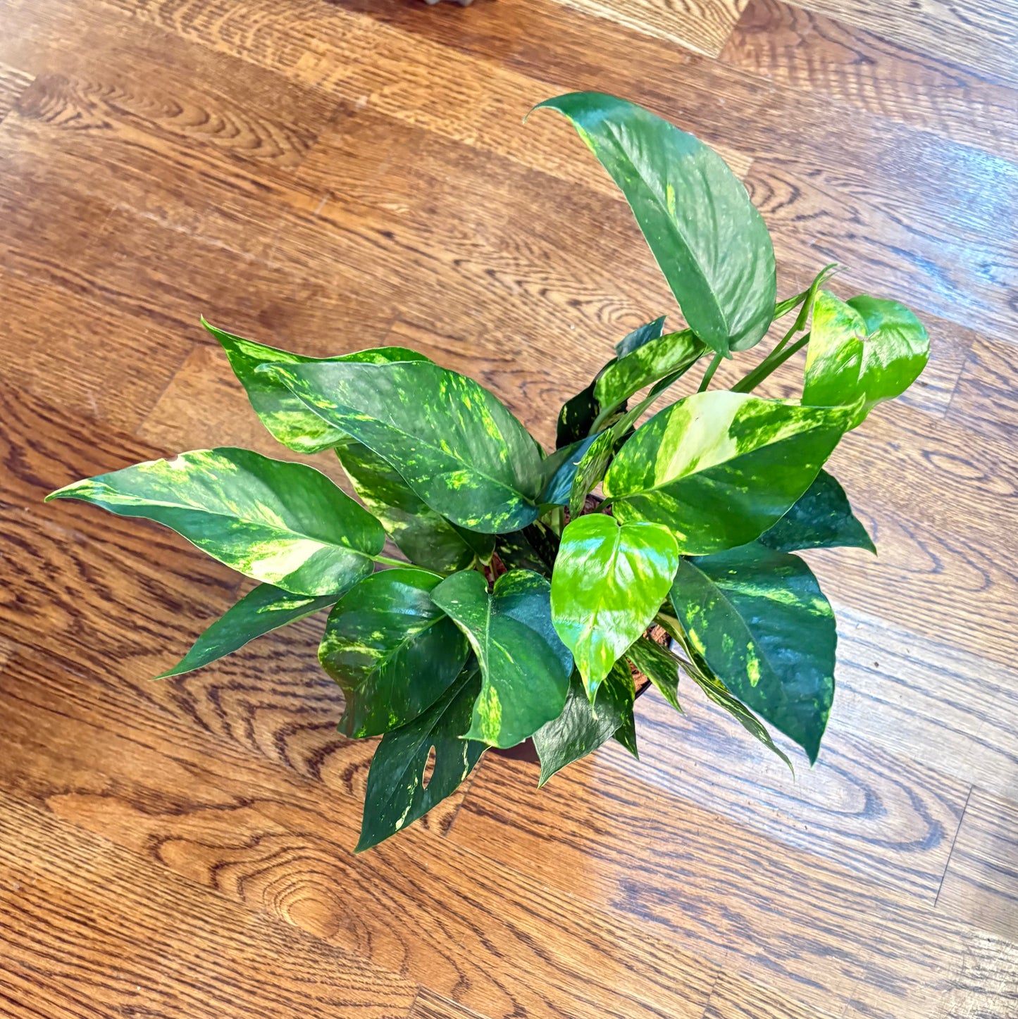 Epipremnum Yellow Sunrise