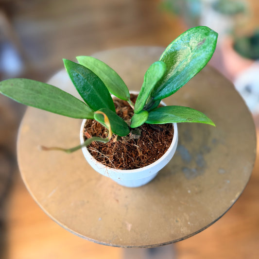 Hoya Silver Lady