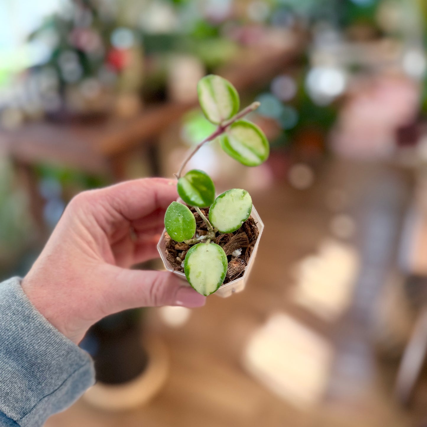 Variegated Hoya Mathilde
