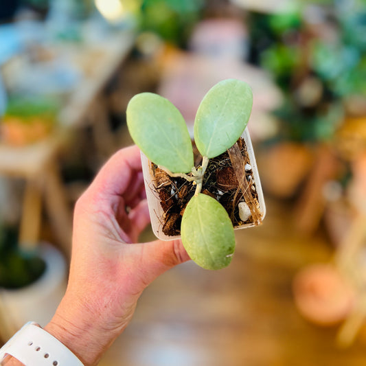 Hoya 'Erythostemma Silver'