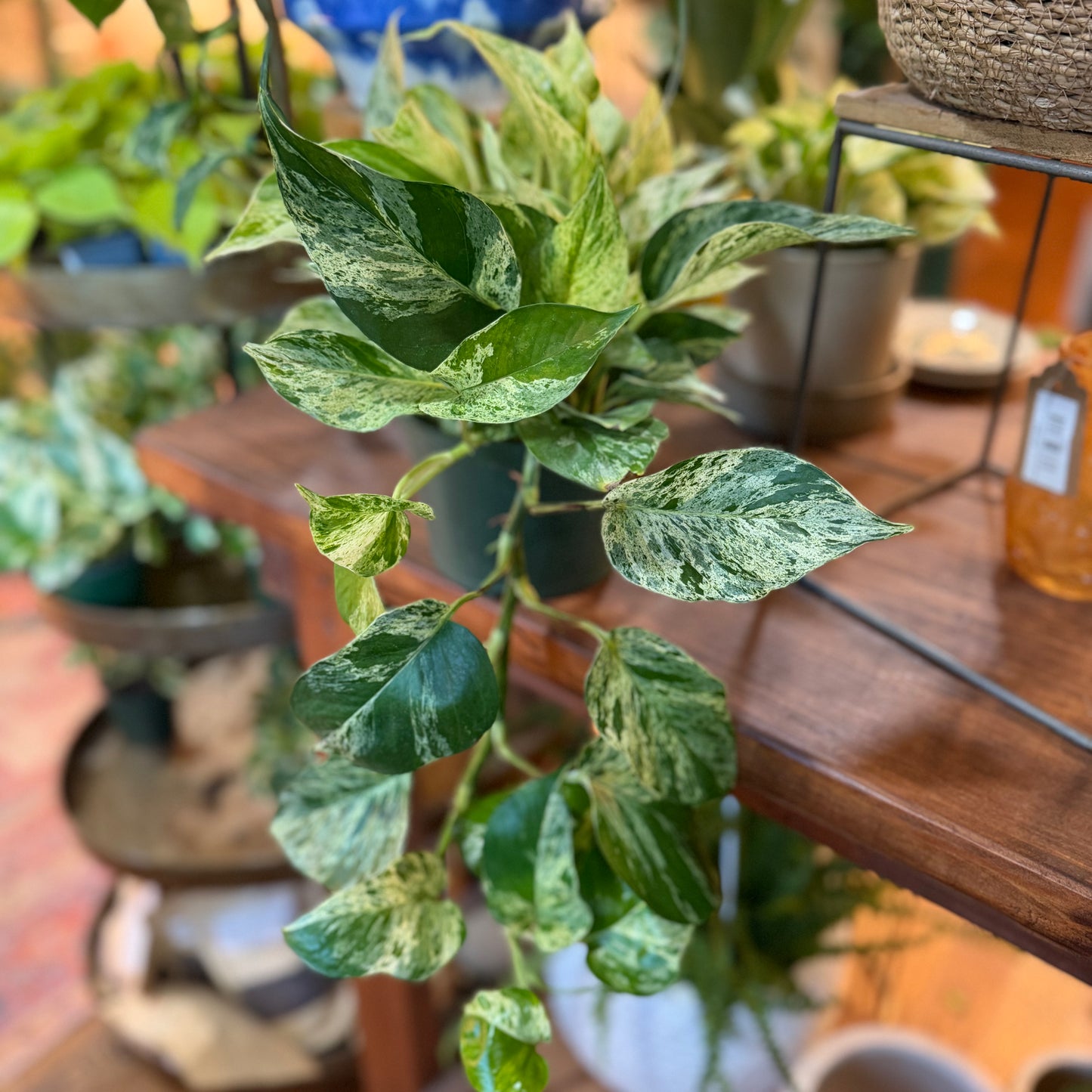 Pothos 'Marble Queen' (Epipremnum Aureum)