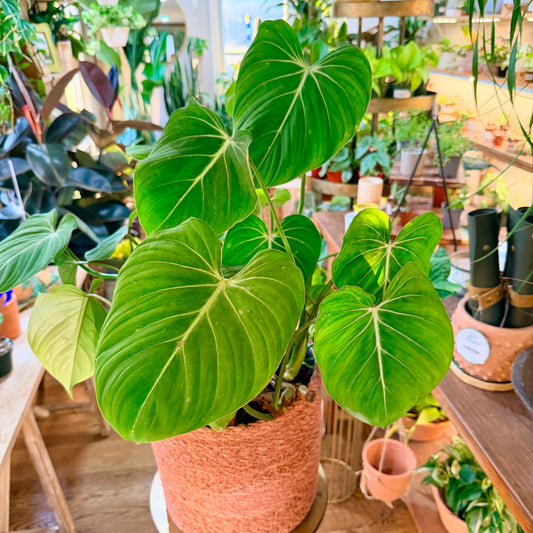 Philodendron Gloriosum