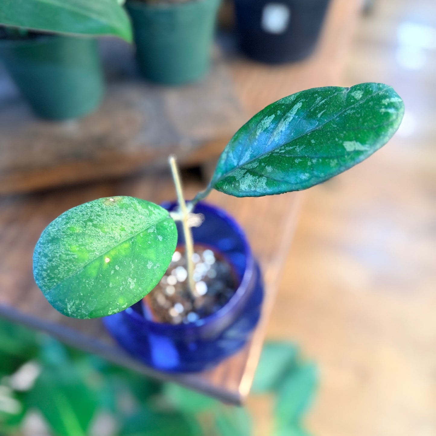 Hoya patcharwalai seedling splash
