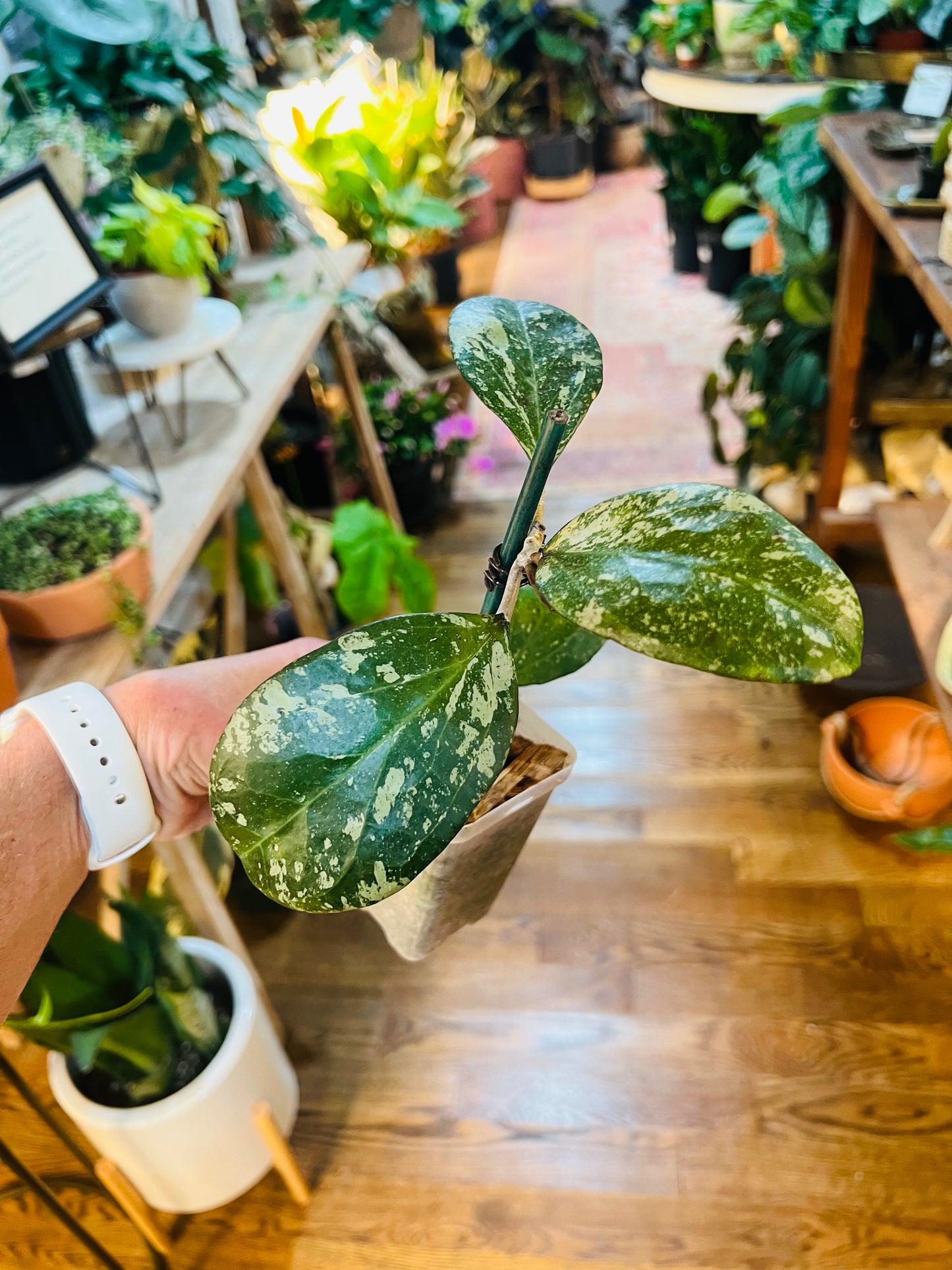 Hoya Latifolia Michele silver