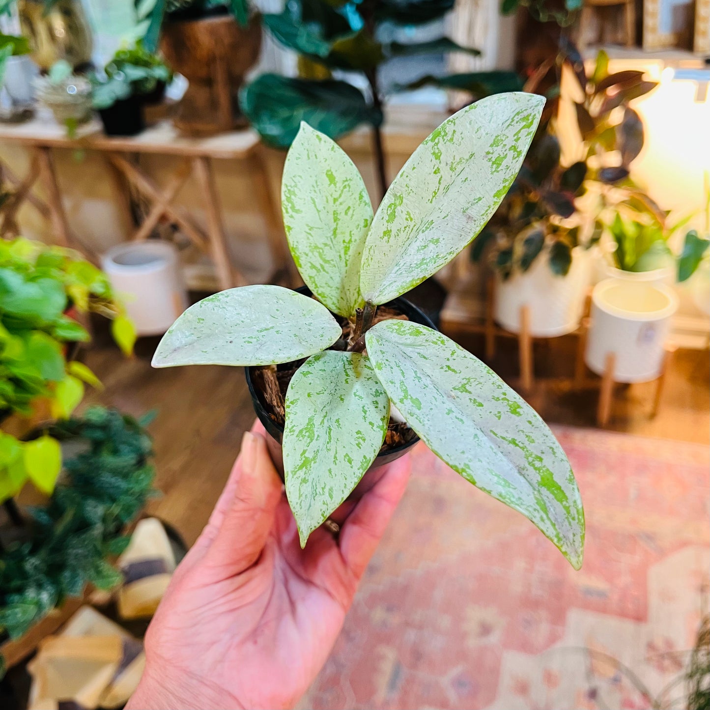 Hoya 'Pubicalyx Pink Silver Ghost'