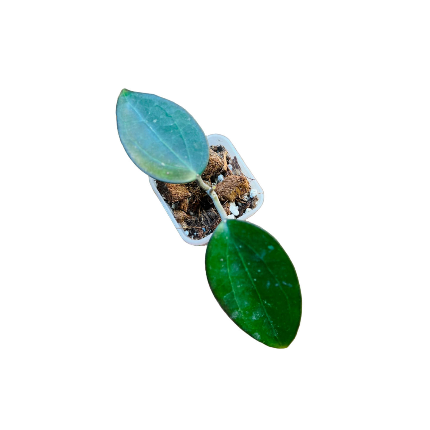 Hoya AH Black Spinel