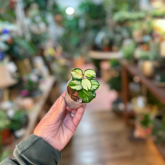 Variegated Hoya Mathilde