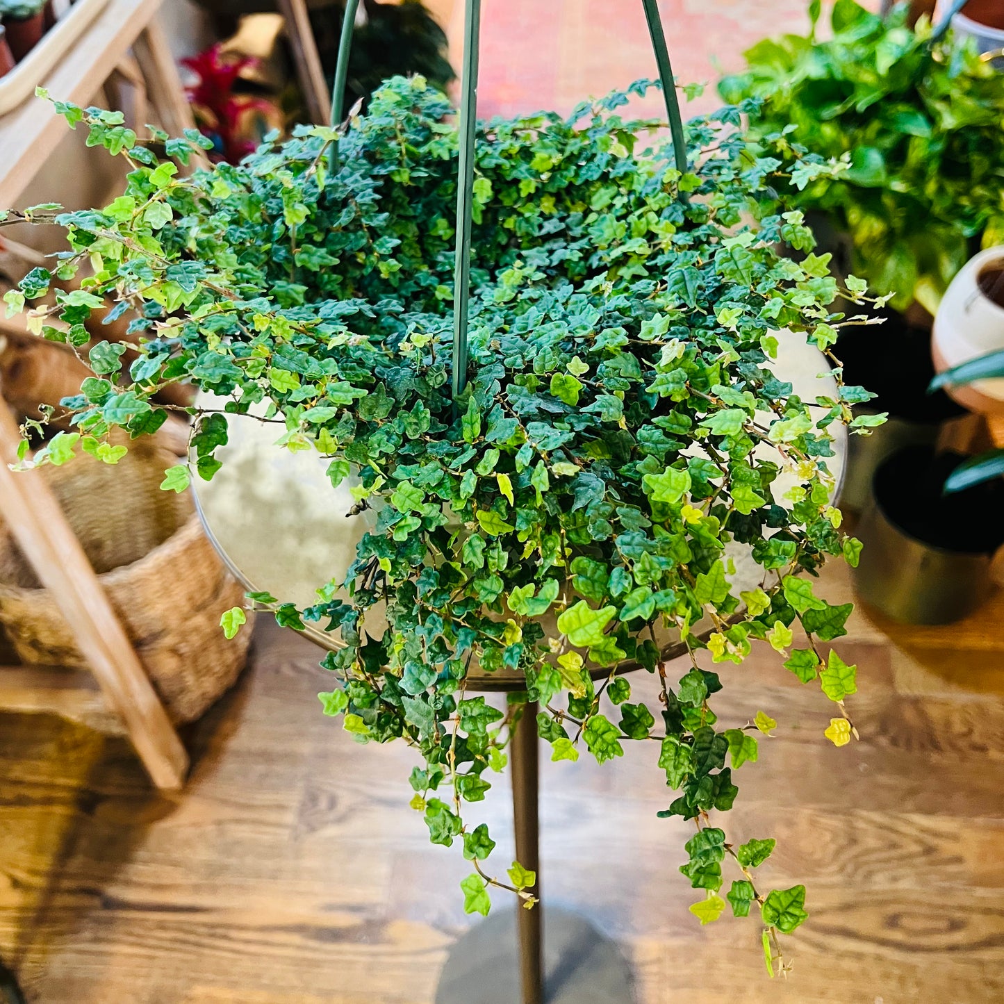 Ficus String of Frogs
