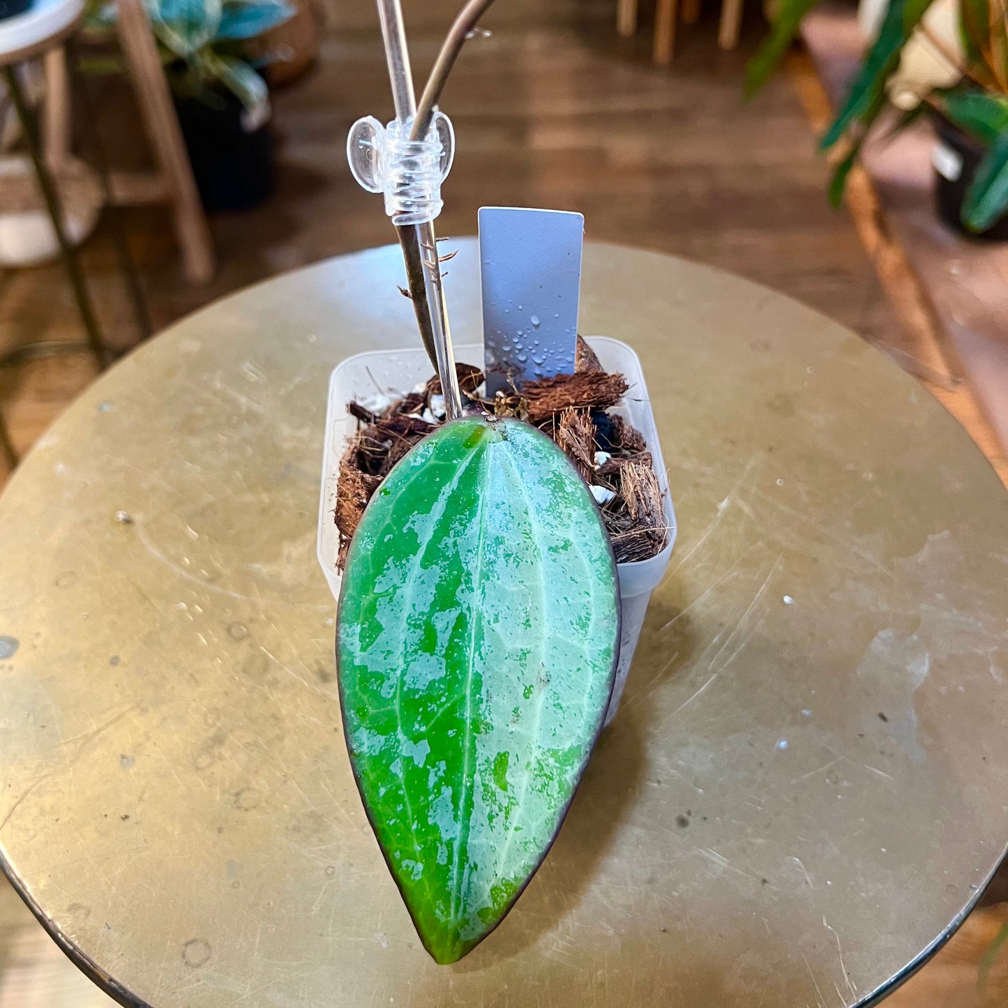 Hoya 'Latifolia MRH Indonesia'